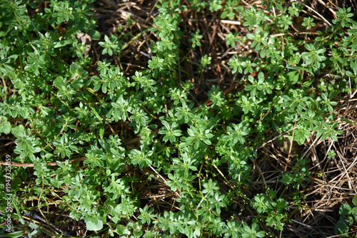 Herbaceous plant cleavers sticky weed flora green background plants nature