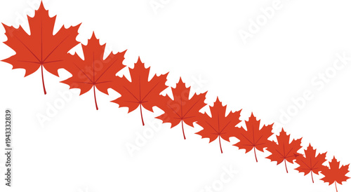 Row of red maple leaves in decreasing size on white background autumn season nature vector illustration for fall design projects