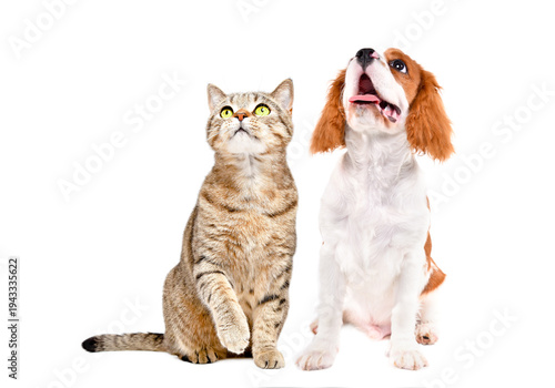 Curious Scottish Straight cat and Spaniel puppy sitting together, looking up, isolated on white background