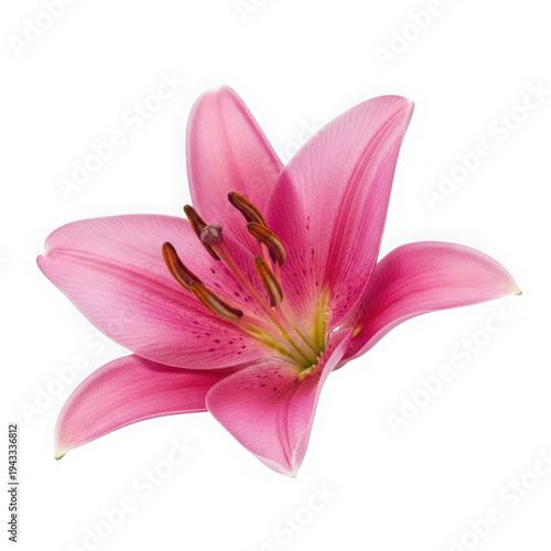 A close-up view of a delicate pink lily flower with intricate petals and a vibrant center. isolated on white background