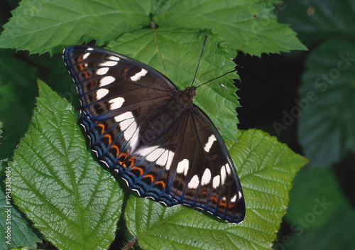 Fotografia Großer Eisvogel, Limenitis populi, Weibchen, größter europäischer Tagfalter, sehr seltener Edelfalter