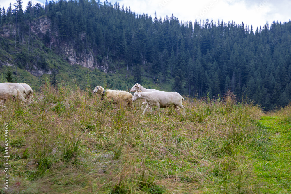 Fototapeta premium Sheep Grazing on Steep Alpine Slope