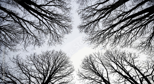 Tall pine trees forming a natural archway of sunlight in a forest glade