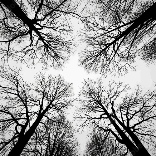 Majestic forest trees reaching toward the sky in a black and white composition