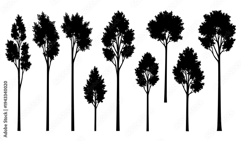 Fototapeta premium Stylized poplar tree silhouettes forest element vector illustration isolated on white background
