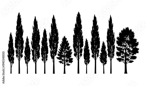 Elegant poplar tree silhouettes vector set isolated on white background tall forest nature design