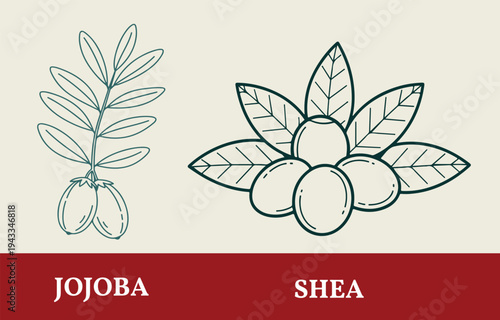 Outlined vector artwork of jojoba and shea