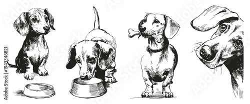 Dachshund dog breed pencil ink sketch drawing style. Set shows puppy portraits, standing pose and bone accessory. Illustration for pet shop branding or veterinary educational print.