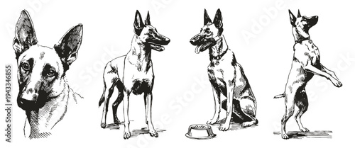 Belgian Malinois dog breed collection illustration. Includes alert head portraits and training poses with bowl. Graphic for veterinary poster in ink sketch style.