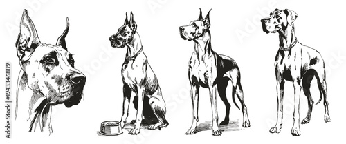 Great Dane dog sketch drawing style collection. Elegant large breed with strong posture and portrait. Graphic for kennel branding or animal themed print.