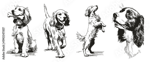 French Spaniel dog hunting breed vintage companion. Illustrations for kennel advertising and pet care guides. Pencil ink sketch style showing graceful long eared sporting canine.