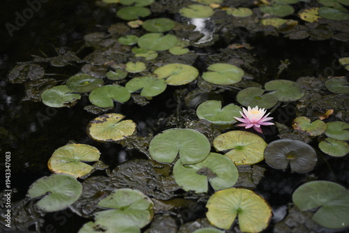 pink water lily in the pond with leaves