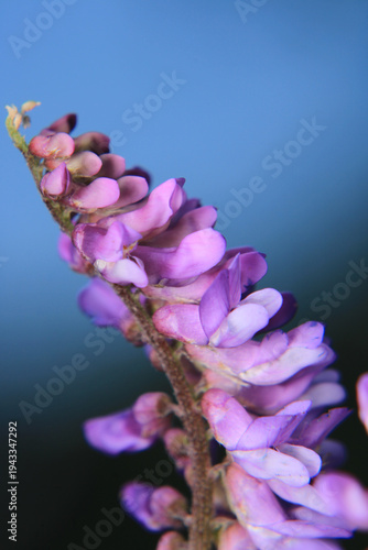 natural purple salvia miltiorrhiza photo	