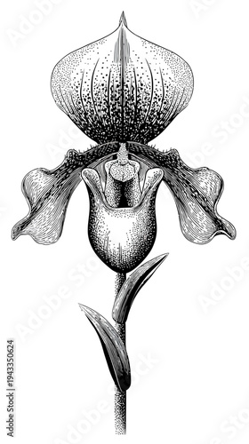 Detailed botanical illustration of an orchid flower in vintage engraving style