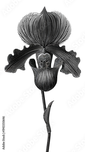 Elegant monochrome illustration of an orchid flower in full bloom isolated
