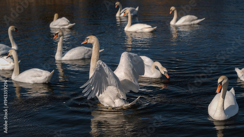 Wallpaper Mural A flock of swans on a pond, beautiful wild birds preparing for their flight and migration to the north Torontodigital.ca