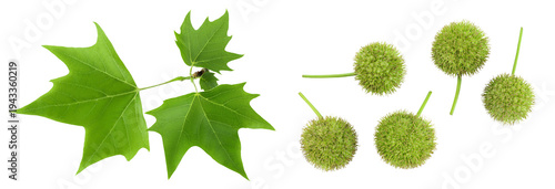 Platanus tree, sycamore leave and fruit isolated on white background. Top view. Flat lay