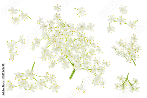 Elderberry flower or Sambucus nigra isolated on a white background.