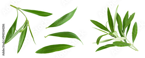 Olive green leaves isolated on white background. Top view. Flat lay.