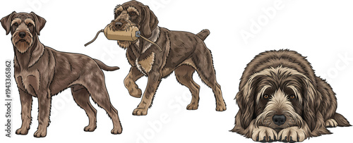 Cesky Fousek dog retrieving lying down standing alert pose set