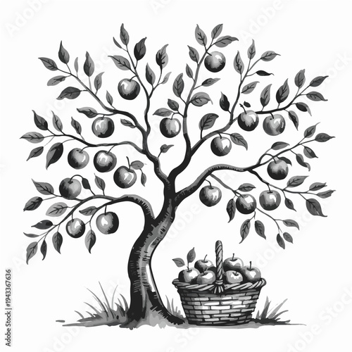 Apple Tree with Basket of Apples – Vintage Black and White Orchard Illustration