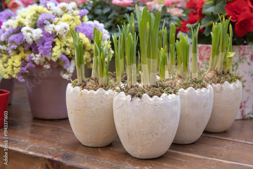 Daffodil bulbs in decorative egg-shaped pots grow in springtime.