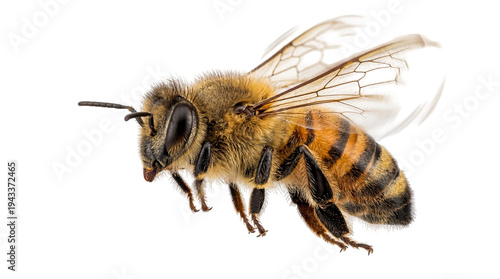 Detailed macro shot of a honey bee in flight, its fuzzy body and transparent wings clearly visible, isolated on a clean background