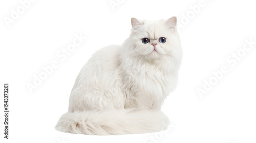 Photos Beautiful fluffy white Persian cat with striking blue eyes, sitting calmly and l