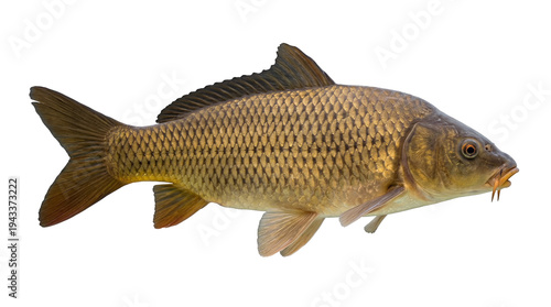 Photos Vibrant common carp fish with shimmering golden scales, a freshwater aquatic ani