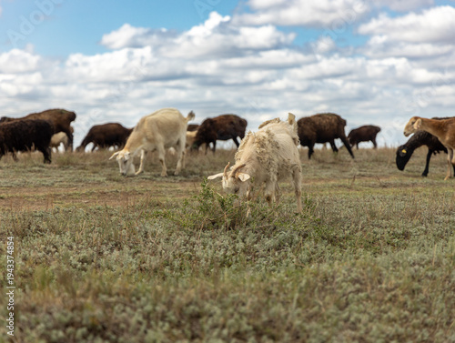 sheep and goats graze in the meadow
