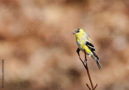 American Goldfinchperched on a branch