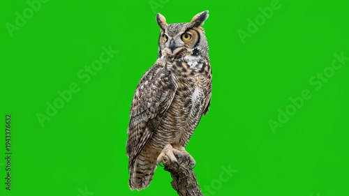 Great horned owl, isolated on green screen background for vfx projects