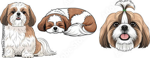 Chinese Imperial Dog headshot portrait sleeping sitting facing front set