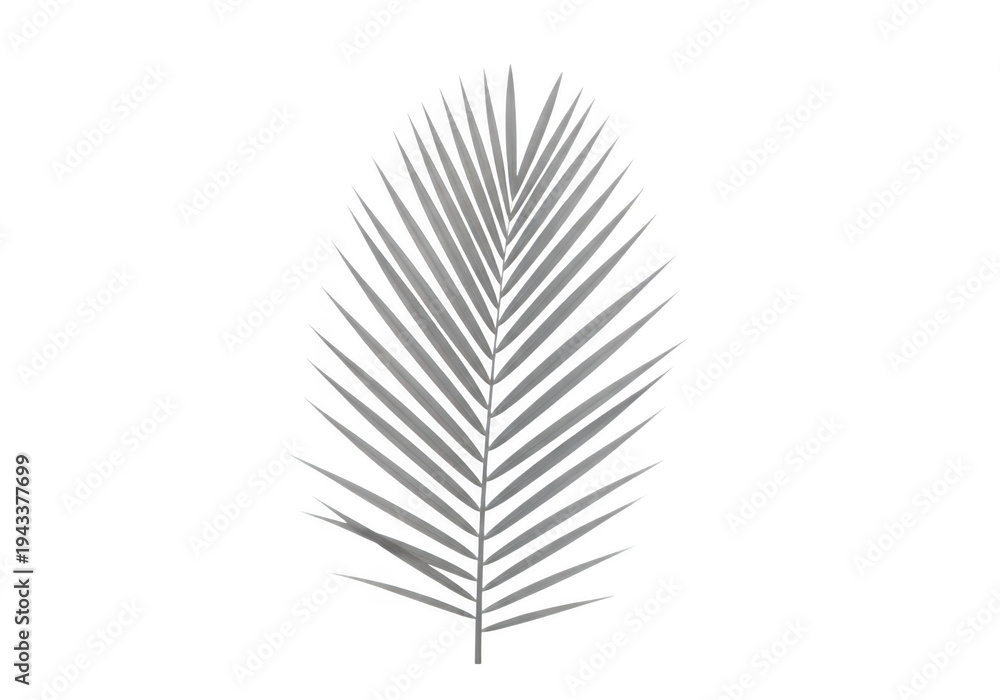 Fototapeta premium A finely detailed illustration of a single palm frond with intricate vein patterns