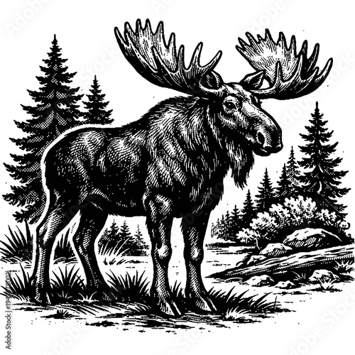 Vintage Engraving: Majestic Moose in Forest Wilderness – A detailed black and white depiction of a grand Alces Alces bull with impressive antlers, standing by a serene woodland pond amidst towering pi
