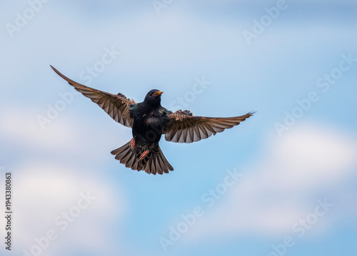 A black starling bird flies in a spring garden against the blue sky with inse...