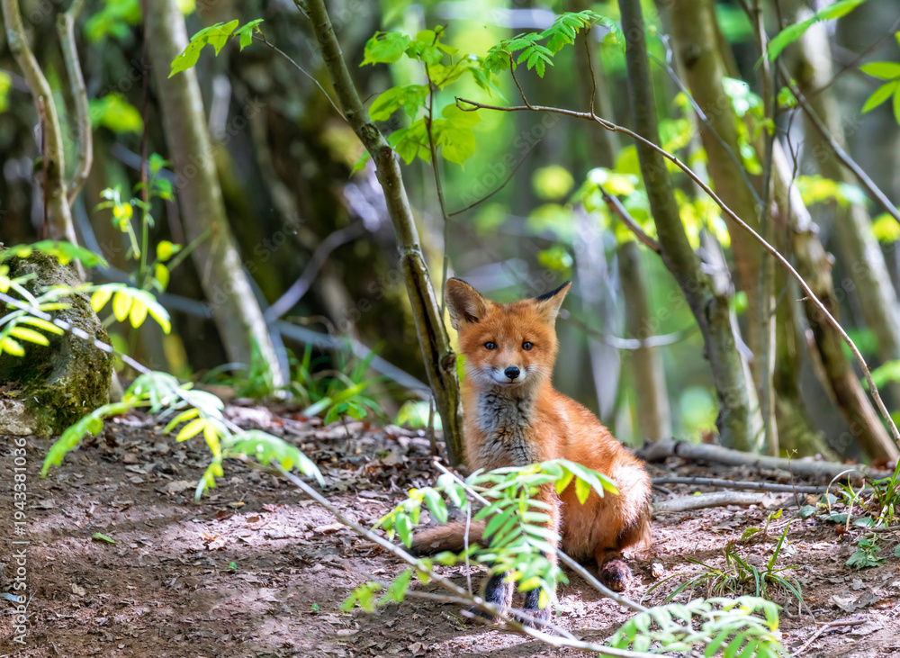 Naklejka premium Portrait of a cute red fox sitting in a sunny spring forest and smiling