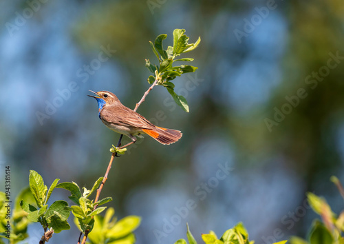 A male bluethroat sits on a bush branch and sings with its beak open.