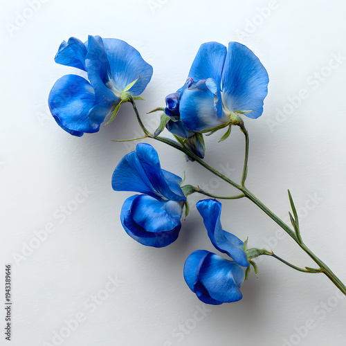 Sky Blue Sweet Peas: Delicate sky blue sweet pea blossoms unfurl on a slender stem. The image evokes a sense of freshness and calm with the petals.