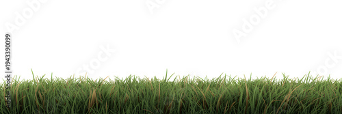 A serene landscape of green grass against a dark background