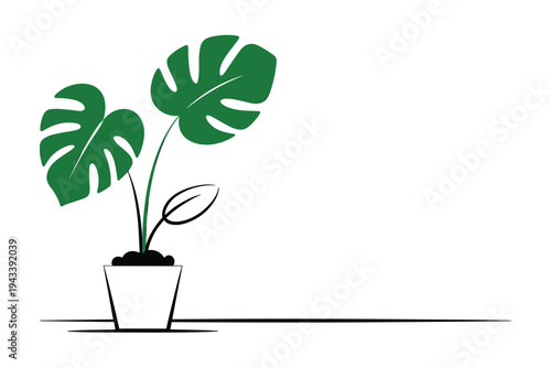 Green monstera plant in white pot minimalist botanical illustration.