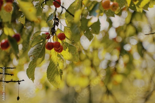 Canvastavla Travel romania transilvania targu mures ripe cherries hanging on branch under su