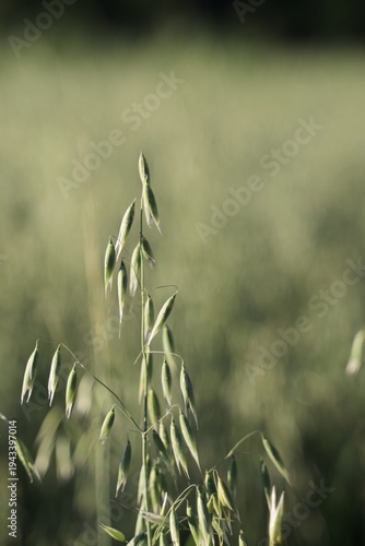 Obraz na plátně Travel romania transilvania targu mures green oat grains growing in agricultural