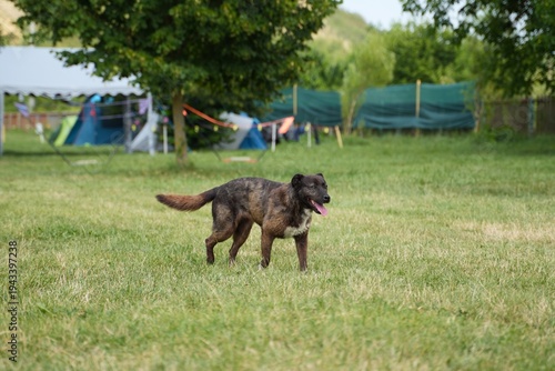 Travel romania transilvania targu mures dog walking on grass in camping field