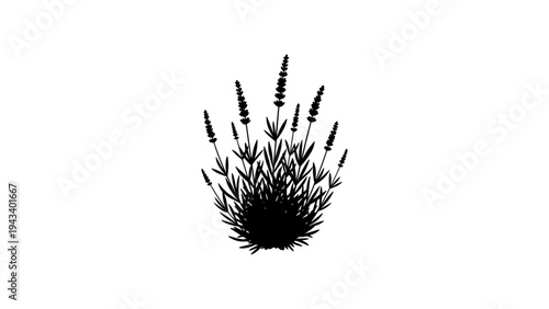 Silhouette of lavender plant isolated on white background