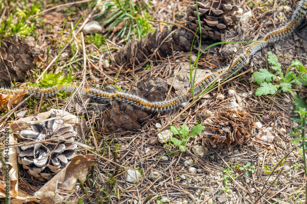 Fototapeta premium Pine Processionary Caterpillars Crawling in a Line on Forest Ground in Spring