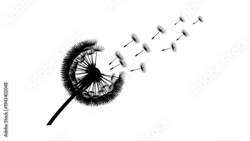Dandelion silhouette with seeds blowing in the wind on white background