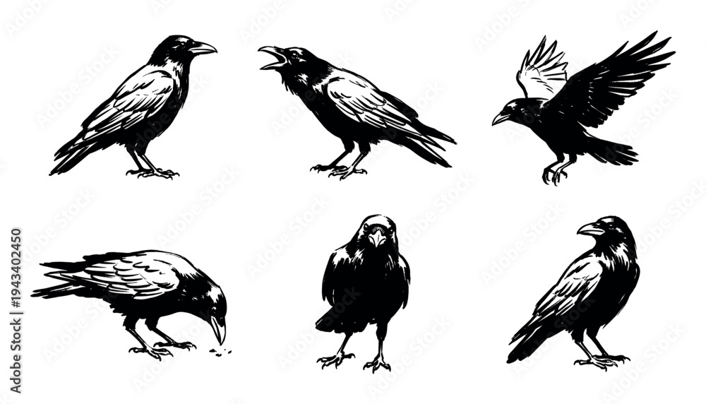 Naklejka premium Collection of six black raven illustrations in different poses such as flying, cawing, and pecking, depicted in a bold, graphic, hand-drawn ink sketch artistic style