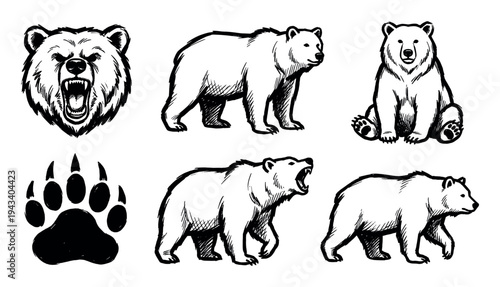 Set of hand-drawn black bear illustrations showing various poses like roaring, walking, and sitting, along with a fierce head mascot and a paw print silhouette in a sketch style