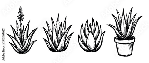 Set of four hand-drawn aloe vera plant illustrations in a black ink sketch style, showing the succulent blooming, growing, and potted for botanical or cosmetic concepts